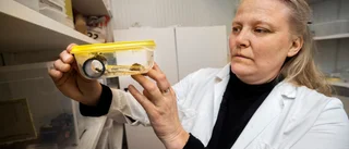Hon avlar insekter – som kan hamna i frysdisken