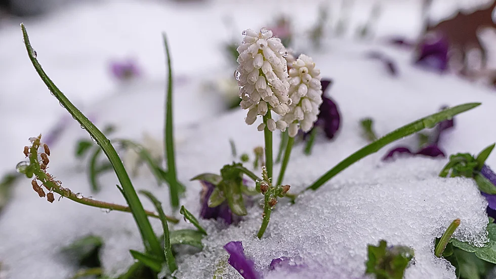 Snö till pingst. Vilket bakslag för våren, skriver Sven Nordtstedt i Luleå som tagit den här bilden.