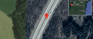 Rådjur på vägen