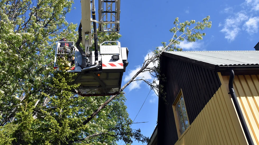 Grannens rönn lutade farligt mot huset på Timmermansgatan i Kiruna.