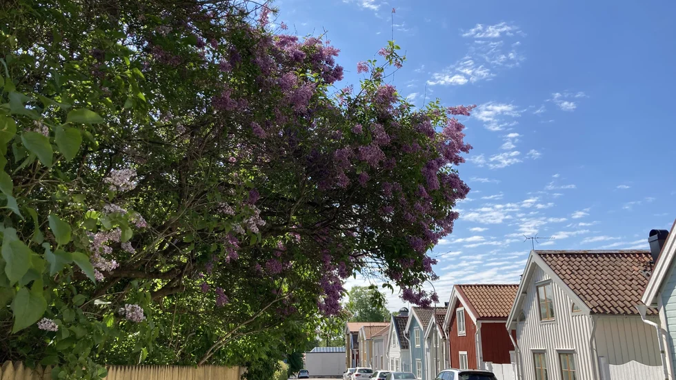 Sommaren har mycket att bjuda på. Ledarsidan får en vikarie på redaktörsstolen och vårt nära samhälle lockar semesterfirare. 