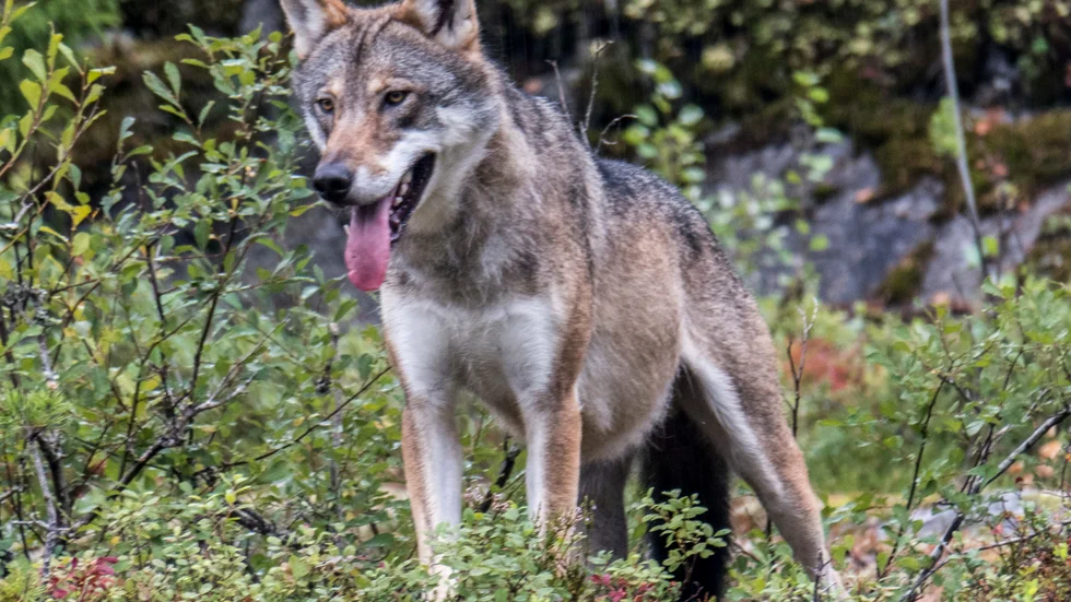 21 tackor och lamm dödades och sex fick avlivas efter en vargattack mellan Gnesta och Mariefred den 11 september. Bilden är tagen i ett annat sammanhang.