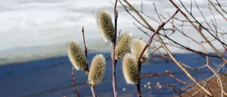 Läsarbilden: Sälgen blommar   