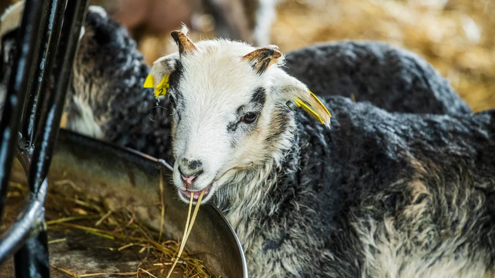 En fåruppfödare som hade ett lamm med ett horn som växte in i ögat har dömts för djurplågeri. (Lammet på bilden har inget med textens innehåll att göra.)