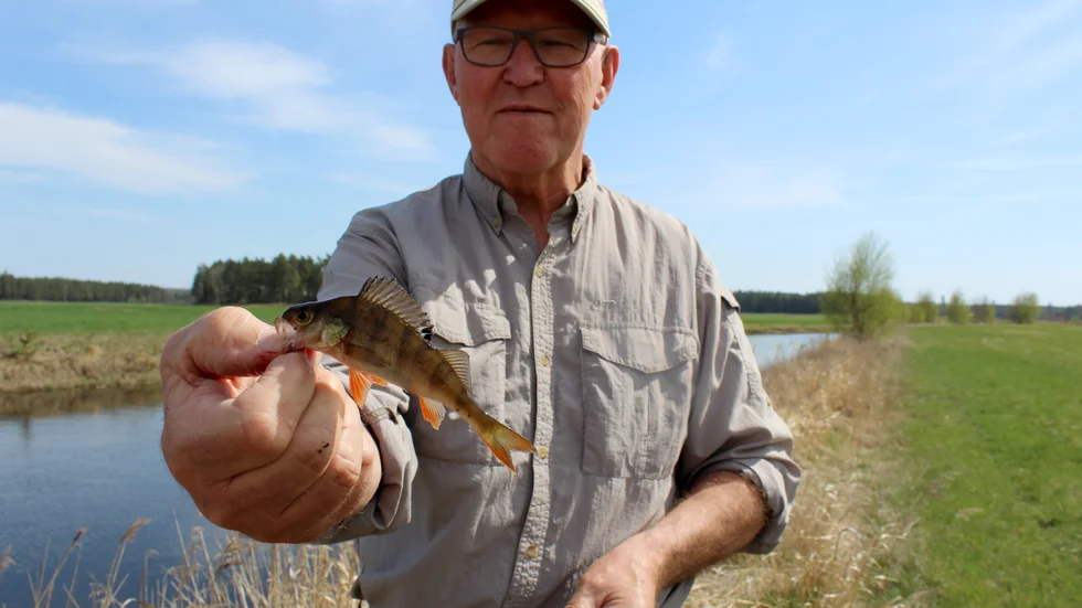 Det nappade rejält i kanten av Stångån. Här visar Anders Johansson upp en liten abborre som han fick på kroken. 