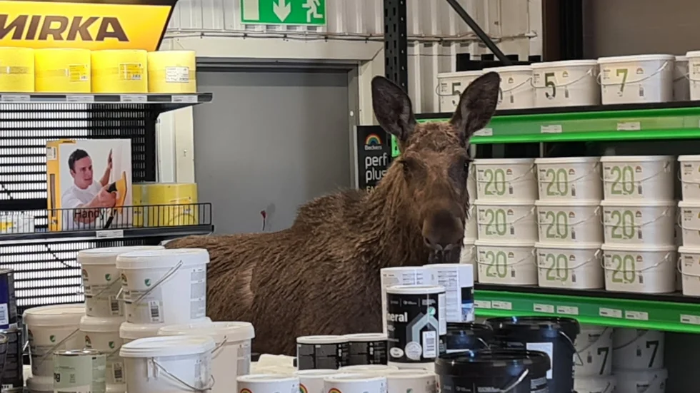 En älg som förirrat sig in i en färgbutik i Kalmar avlivades onsdagen.
