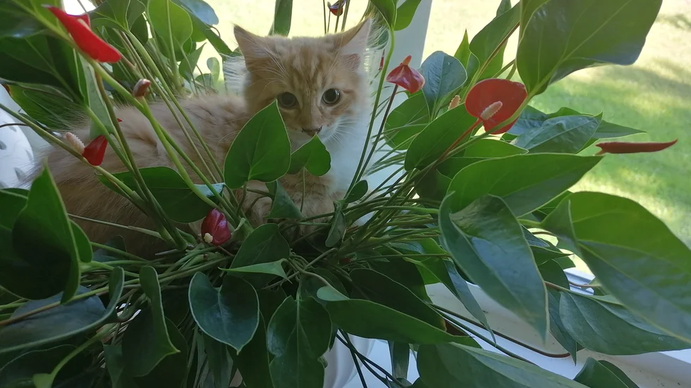 Gunilla Ogestad fångade både katten och sin fina krukväxt på bild.