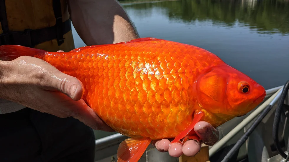 En av jätteguldfiskarna som fångats i sjön Lake Keller i amerikanska Burnsville.