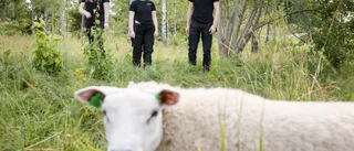 Får invaderar discgolfbanan och äter upp grönskan – fårägaren: "Det är lite av ett experiment"