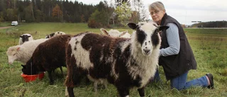 Fårtrenden har vänt • Kerstin i Gamleby hoppas att fler väljer hennes väg: "De är duktiga naturskötare"