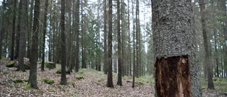 Skogslandskapet ska bevaras med ansvar