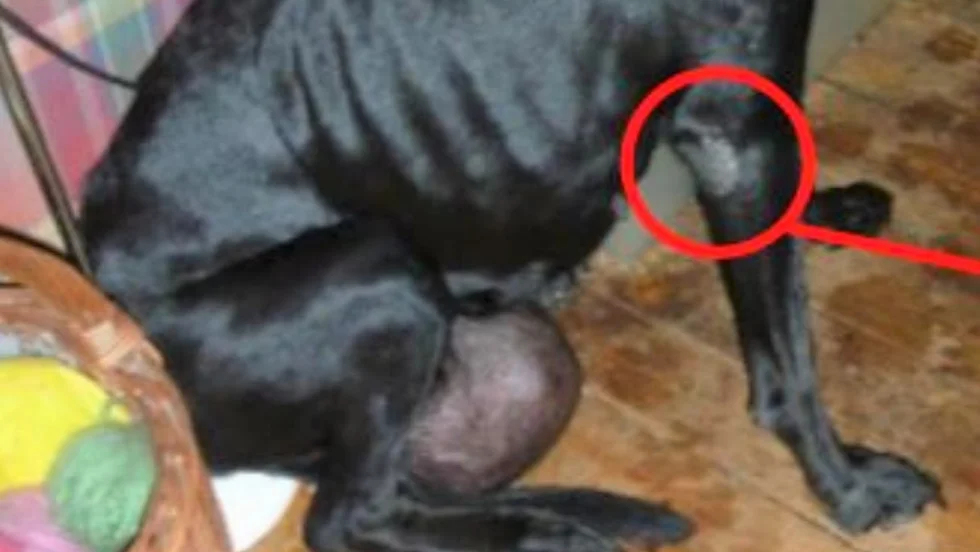 Hunden påträffades med en stor tumör mellan bakbenen. På frambenen hade den liggsår.