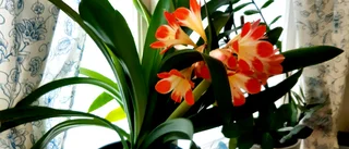 Blommande clivia i Kalix      