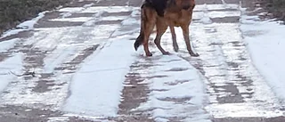 Sökpådrag efter förvildad schäfer i Runhällen