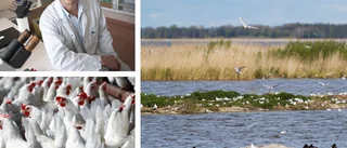 Så påverkar utbrotten Östergötland: •Gårdsägarna •Tåkern •Äggbrist i påsk?