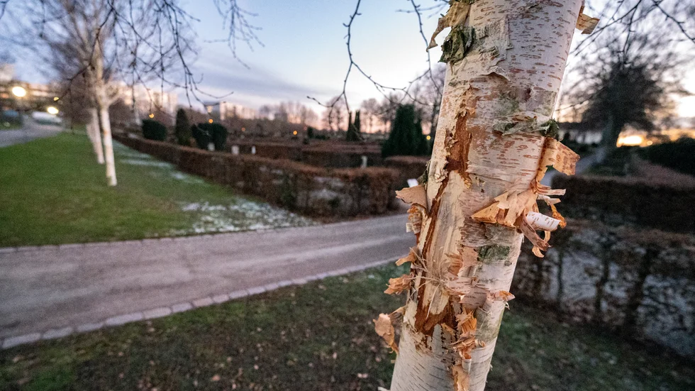 En eller flera vandaler har skadat över 250 träd i Malmö sedan i höstas. Arkivbild.