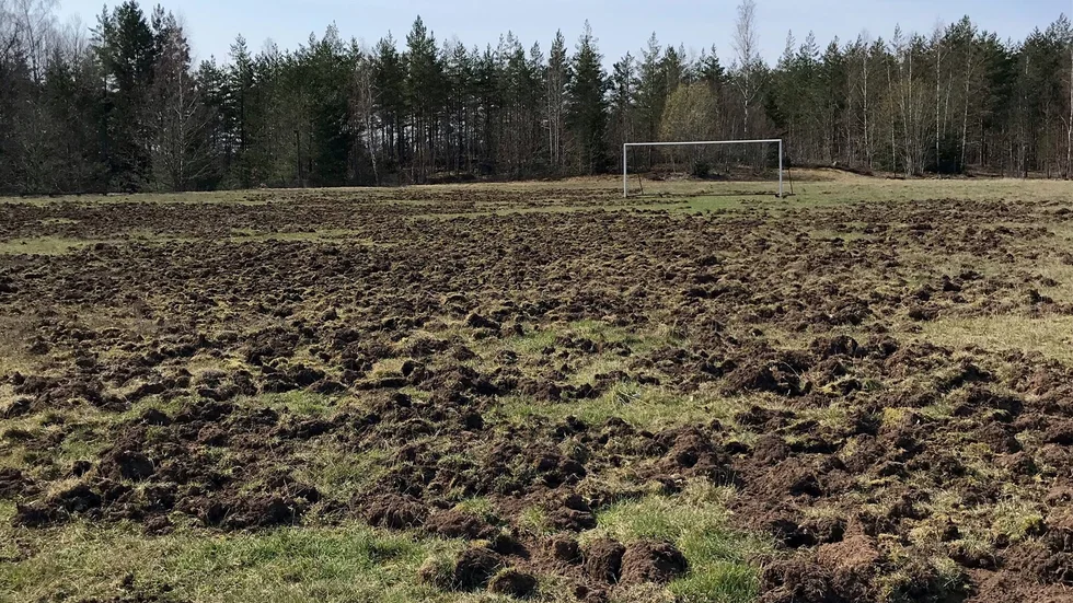 Nattaktiva marodörer. Robert Kavhed tar ofta tar vägen förbi fotbollsplanen. Nu är den helt uppbökad av vildsvin.