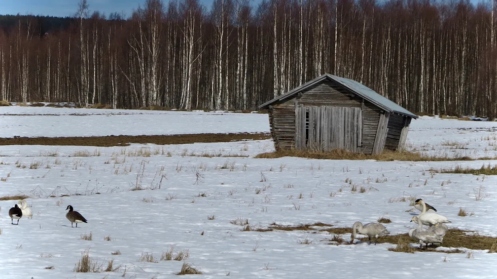 Vårfåglarna har landat i Ersnäs.