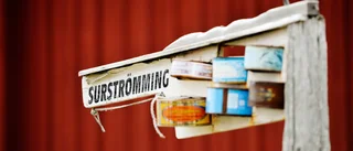 Strömmingsfiskare larmar: Läget är akut