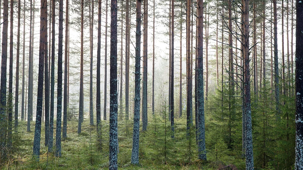 Skogsbruket kan hjälpa oss i klimatarbetet, menar skribenten.