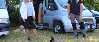 Social träning för hundvalpar på läger
