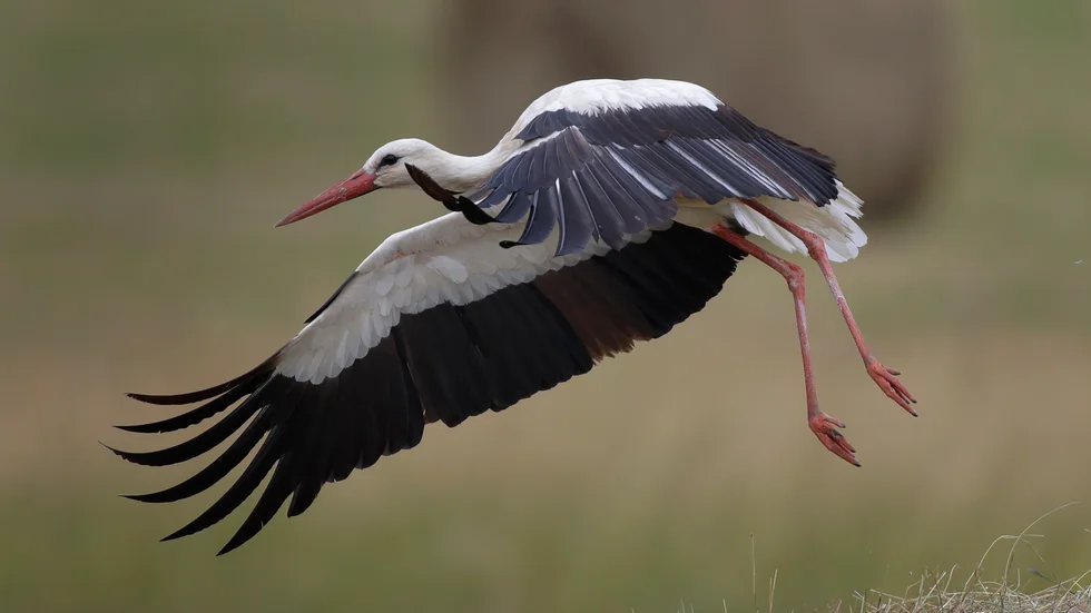 Storkar under flyttning har fallit offer för skogsbränderna i Grekland. Arkivbild