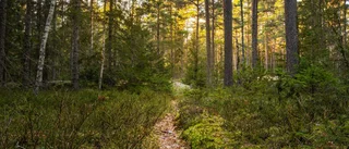 Svenskarna vill skydda skog med höga naturvärden 