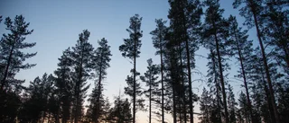 Sveaskog säljer skogsfastigheter i Arvidsjaur och Arjeplog 