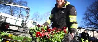 Nu blir det blommigt värre när 50 000 plantor ska planteras ut