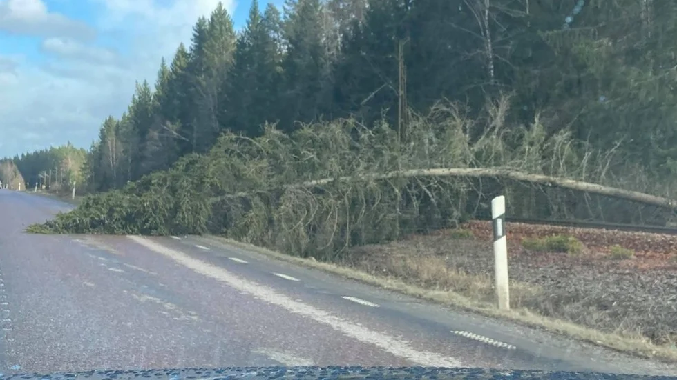 Granen orsakar problem i både tåg- och biltrafiken.