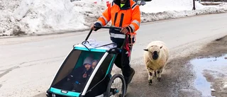 Barnbarnen fick bestämma – då fick lammet följa på promenad