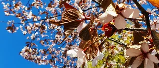 Vackert blommande på Örnäset   