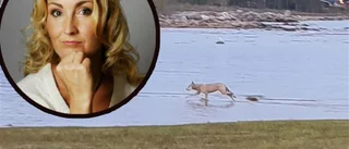 Lina såg varg på gårdsplanen: ”Något man får räkna med”