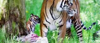 Sumatra-tigern Toba född på Parken zoo: "Unika för oss"