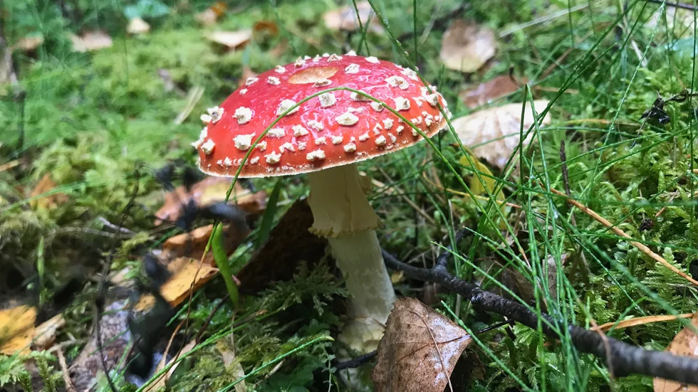 Den röda flugsvampen känner nog de flesta igen. Men det finns andra giftiga svamparter som är lätta att blanda ihop med matsvampar. Arkivbild.