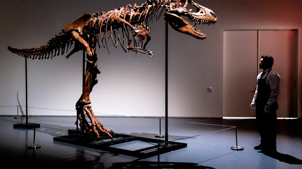 Gorgosaurus var en nära släkting till Tyrannosaurus. Nu säljs för första gången ett skelett av arten på auktion. På bilden ses skelettet uppställt på auktionsfirman i Sotheby's i New York.