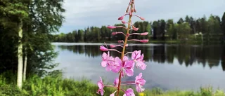 En cykeltur längs älven       
