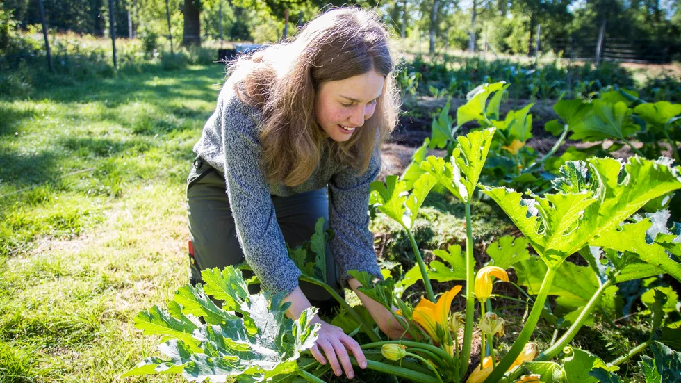 Ebba Wilhelmsson böjer sig ner och visar den gula squashen. "Man kan också äta blommorna", berättar hon. 