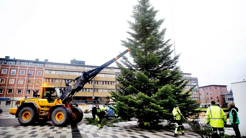 Årets julgran på Fristadstorget är en ståtlig silvergran från Kvicksund.