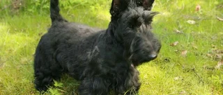 Majs i bajs ska leda till försvunnen hund