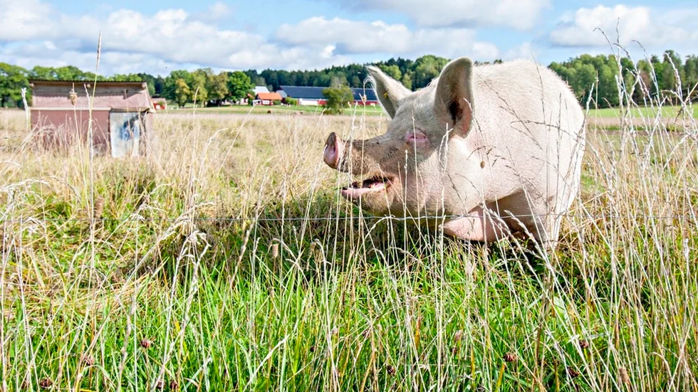 De 100 grisarna på gården hjälper till att bearbeta vallarna som ska plöjas genom att äta upp maskrosrötter. "Våra grisar betar utomhus under sommaren och på vintern får de vårt egenodlade foder", berättar Torbjörn Olsson.
