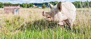 Gott och blandat under årets aptitrunda