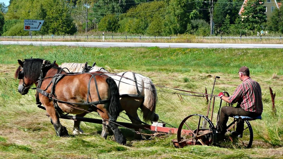 Gamla arbetsmetoder. Ängen slås med hjälp av hästar och en slåtterbalk – precis som under den tid då ängar var ett betydligt vanligare inslag i det svenska landskapet.