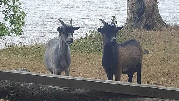 Än har ingen ägare hört av sig angående de två afrikanska dvärggetterna vid Öster Malma.