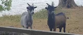 Två getter på vift vid Öster Malma