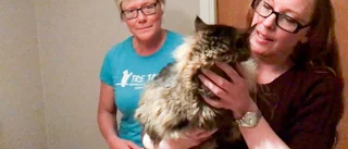 Ett kattäventyr med lyckligt slut