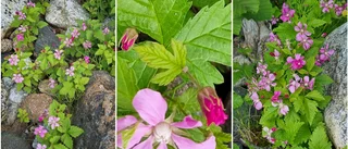 Åkerbärsblomman i full blom     