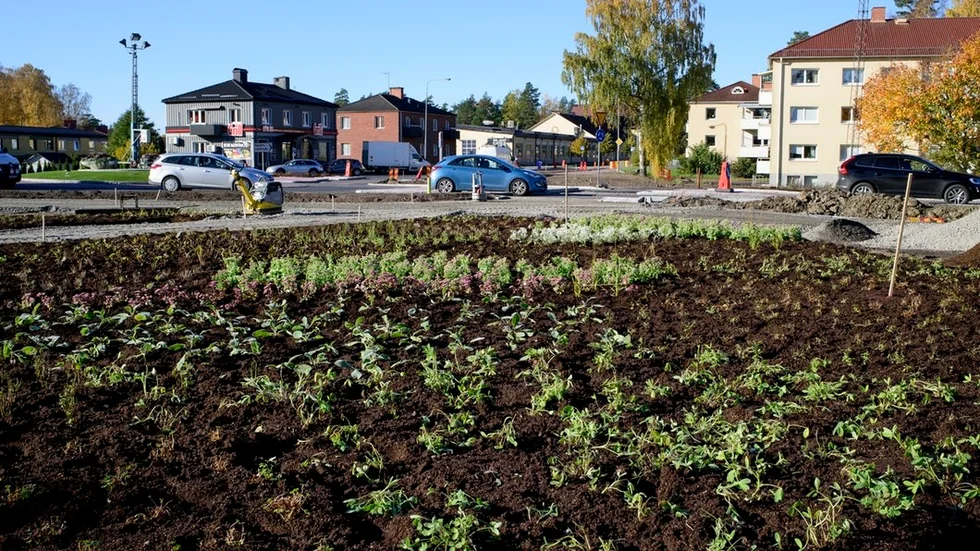 13 200 perenner, det vill säga växter som återkommer år efter år, pryder nu Talltullen.