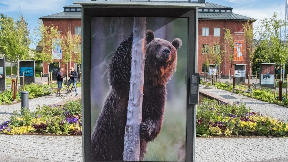 Magnus Elander i Föreningen naturfotgraferna har tagit bilden av brunbjörnen. 