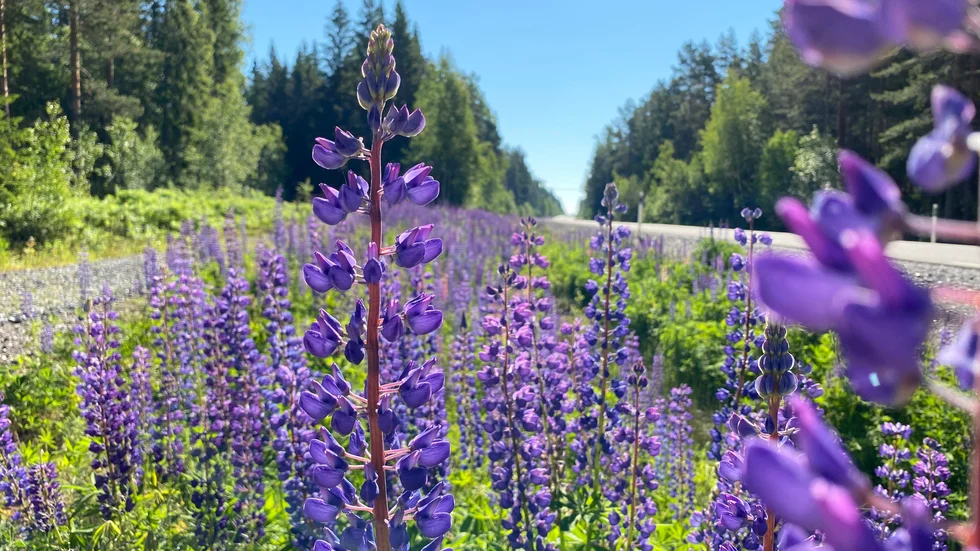 Vacker men lömsk. Blomsterlupin är en så kallad invasiv växt som trivs vid vägrenen. Där konkurrerar den ut andra sällsynta arter och stör den biologiska mångfalden. Pressbild.